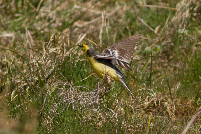 Citrine Wagtail - Citronrla