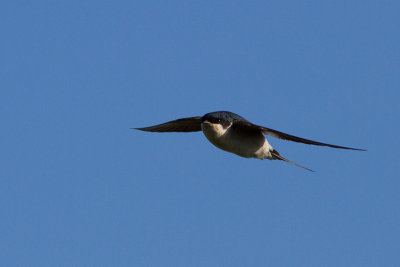 Common House Martin - Hussvala