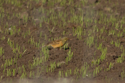 Ortolan Bunting - Ortolansparv