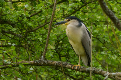 Black-crowned Night Heron - Natthger