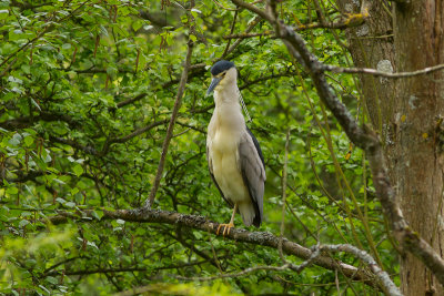 Black-crowned Night Heron - Natthger