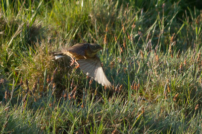 Ortolan Bunting - Ortolansparv