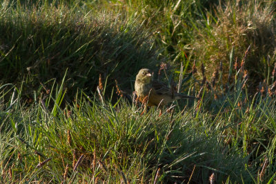 Ortolan Bunting - Ortolansparv