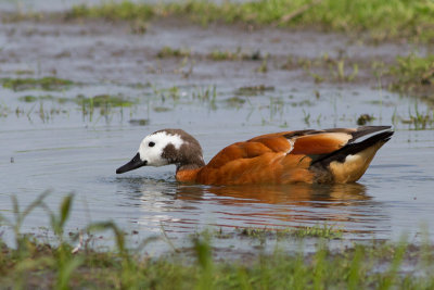 South African Shelduck - Grhuvad rostand