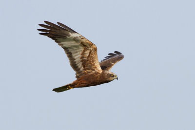 Western Marsh Harrier - Brun krrhk