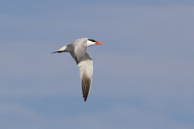 Caspian Tern - Skrntrna