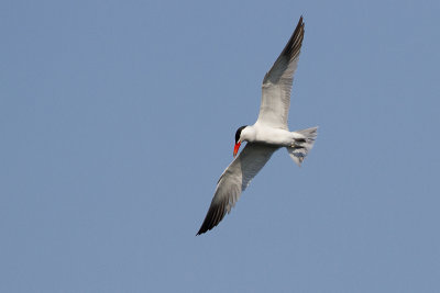 Caspian Tern - Skrntrna