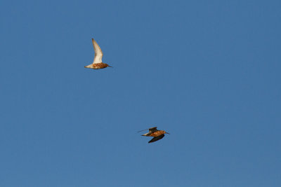 Curlew Sandpiper - Spovsnppa