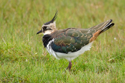 Northern Lapwing - Tofsvipa