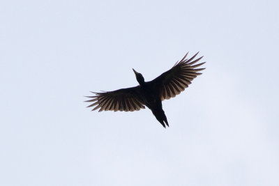 Black Woodpecker - Spillkråka
