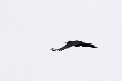 Black Woodpecker - Spillkrka