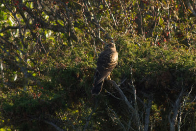 Pallid Harrier - Stpphk