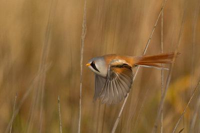 Bearded Reedling - Skggmes