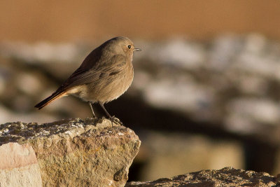 Black Redstart - Svart rdstjrt