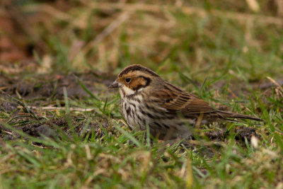 Little Bunting - Dvrgsparv