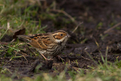 Little Bunting - Dvrgsparv