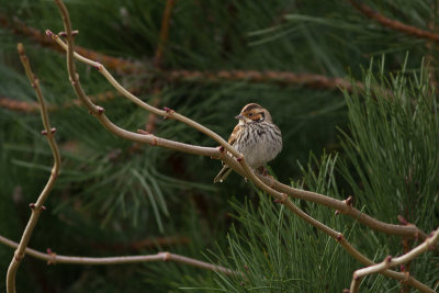Little Bunting - Dvrgsparv