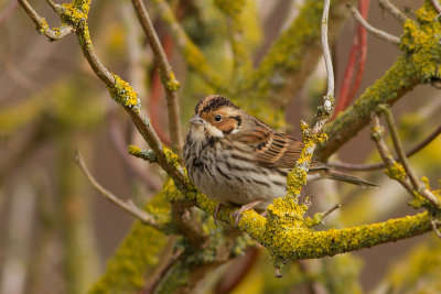 Little Bunting - Dvrgsparv