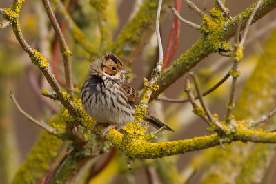 Little Bunting - Dvrgsparv