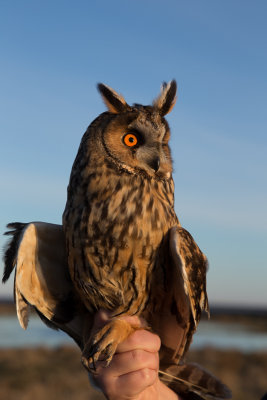 Long-eared Owl - Hornuggla