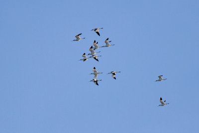 Pied Avocet - Skrflcka