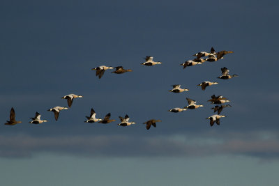 Common Eider - Ejder