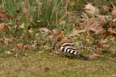 Eurasian Hoopoe - Hrfgel