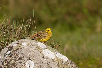 Yellowhammer - Gulsparv