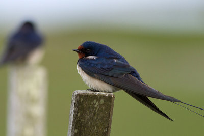 Barn Swallow - Ladusvala