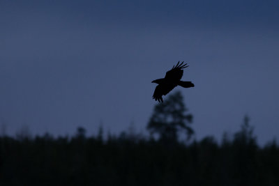 Common Raven - Korp