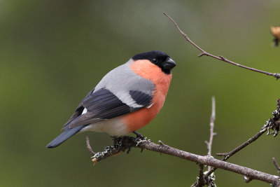 Eurasian Bullfinch - Domherre