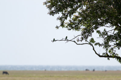 European bee-eater - Bitare