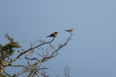 European Bee-eater - Bitare