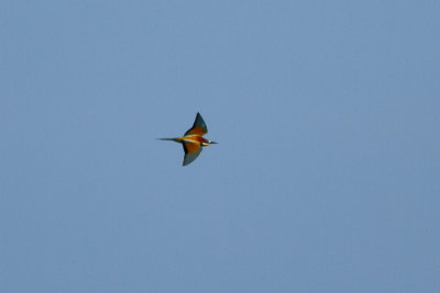 European Bee-eater - Bitare