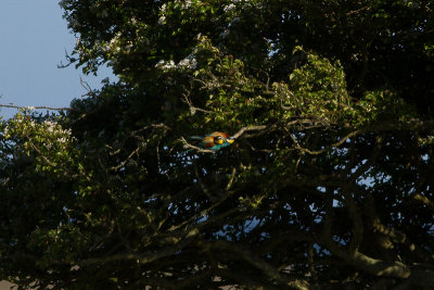 European Bee-eater - Bitare