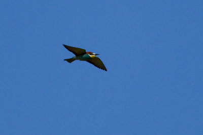 European Bee-eater - Bitare