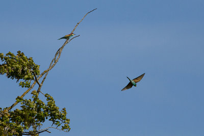 European Bee-eater - Bitare