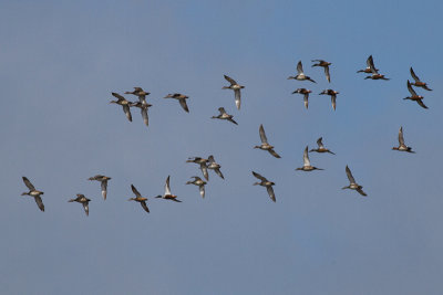 Gadwall, Northern Shoveler, Eurasian Wigeon - Snatterand, skedand, blsand