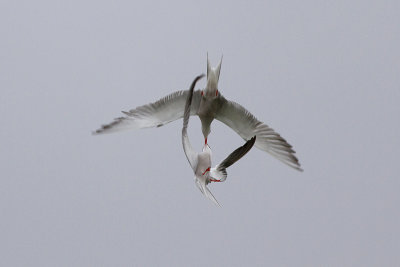 Common Tern - Fisktrna