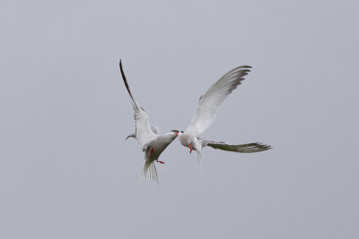 Common Tern - Fisktrna