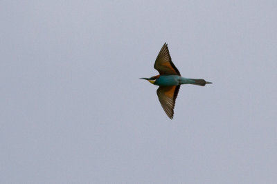 European Bee-eater - Bitare