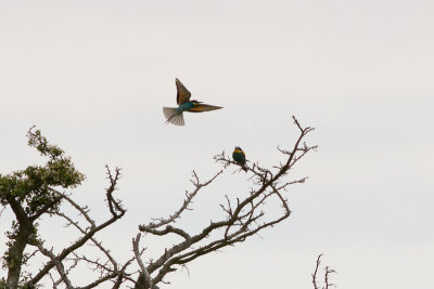 European Bee-eater - Bitare