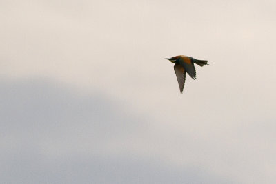 European Bee-eater - Bitare