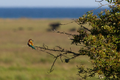 European Bee-eater - Bitare