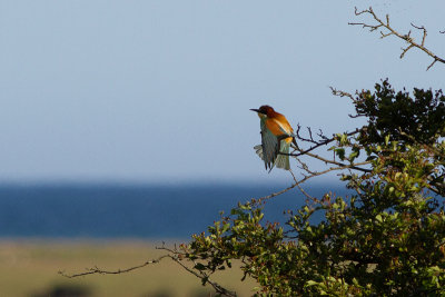 European Bee-eater - Bitare