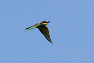 European Bee-eater - Bitare