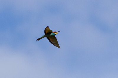 European Bee-eater - Bitare