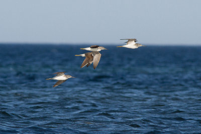 Common Greenshank - gluttsnäppa