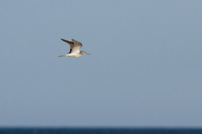 Common Greenshank - Gluttsnppa