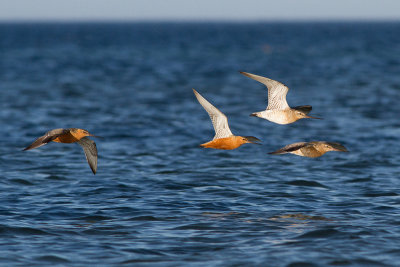 Bar-tailed Godwit - Myrspov